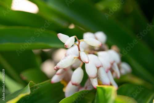 Alpinia zerumbet, commonly known as shell ginger, is a perennial species of ginger native to East Asia. pink porcelain lily, variegated ginger or butterfly ginger.