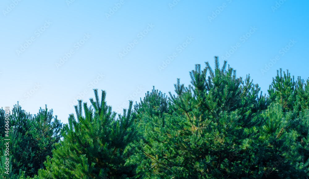 green firs on a blue sky green firs on a blue sky