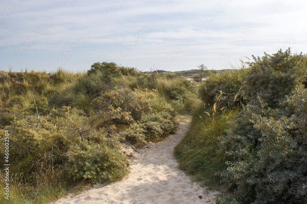 the dunes, Haamstede, Zeeland, the Netherlands