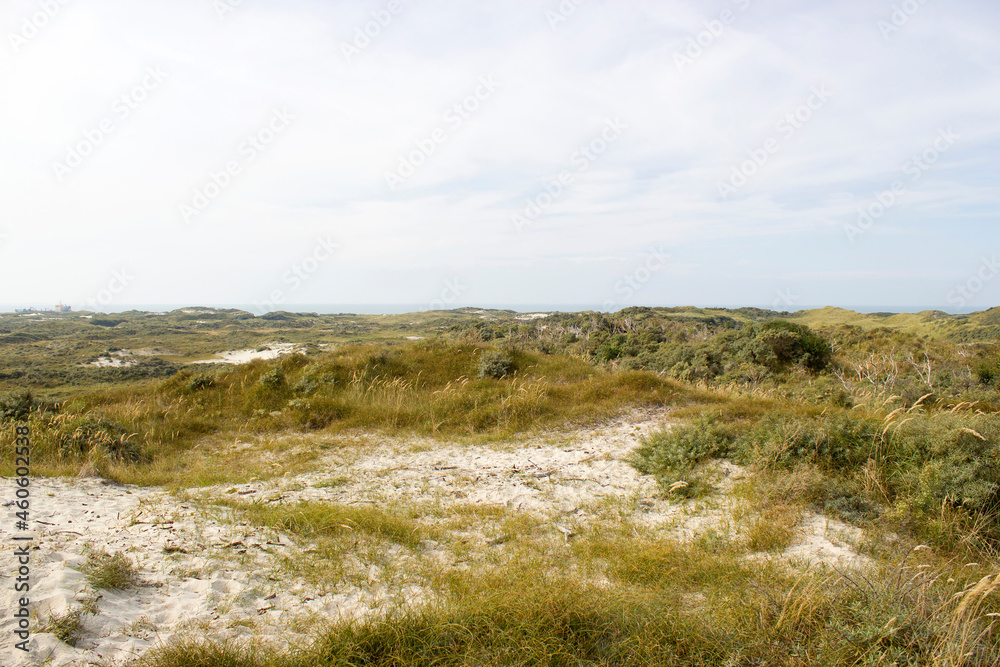 the dunes landscape in Haamstede, the Netherlands