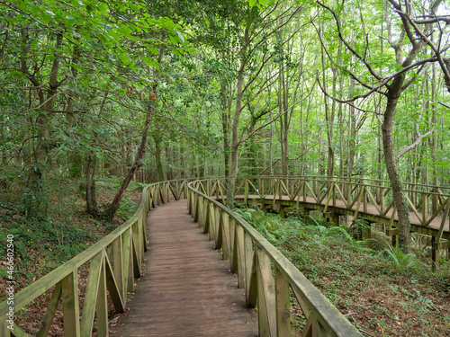 Bosque de Secuoyas  Cantabria. 