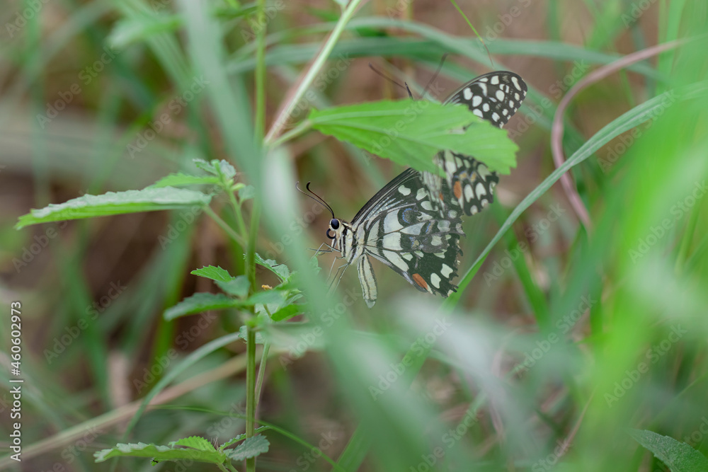a colorful butterfly sitting on the grass a colorful butterfly sitting on the grass