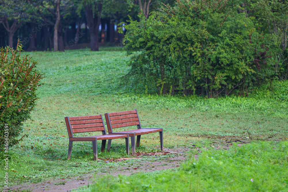 Trees and bench chairs on a park walkway