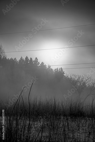 Spooky winter morning in Lithuania. Sunrise in fog  dark shadows of woodland  power lines in the sky  small twigs growing in a field. Selective focus on the details  blurred background.