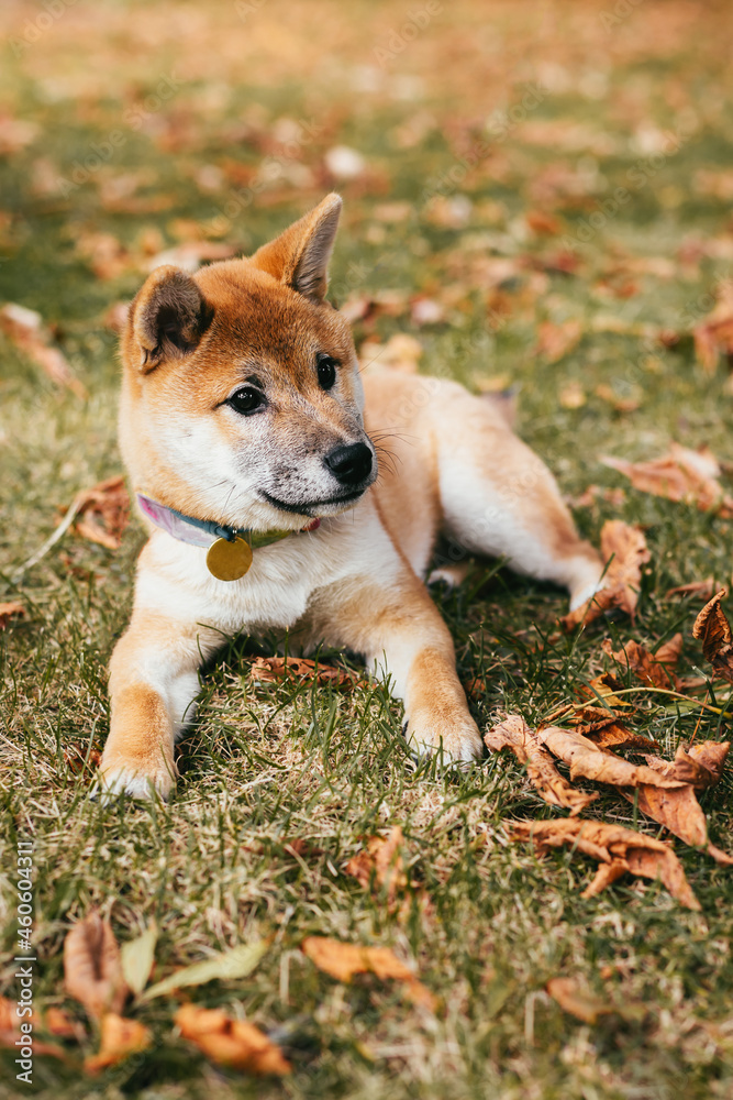 Happy puppy Shiba Inu walking in the autumn park. Happy puppy Shiba Inu walking in the autumn park.