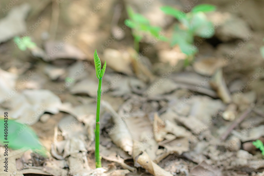 A small jackfruit plant growing in the field