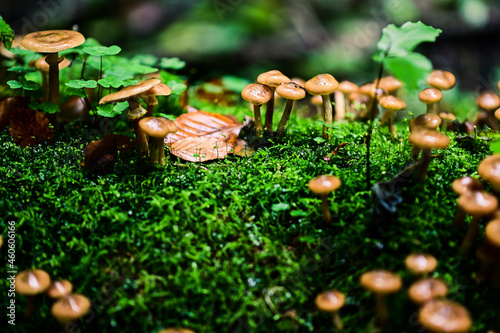 Honey fungus in a fairy-tale forest
