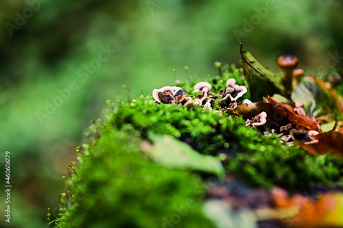 Honey fungus in a fairy-tale forest © dominikab