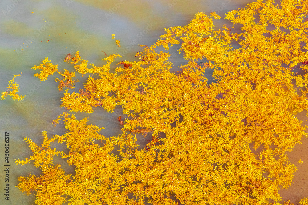 Fototapeta premium Red seaweed sargazo texture at beach Playa del Carmen Mexico.