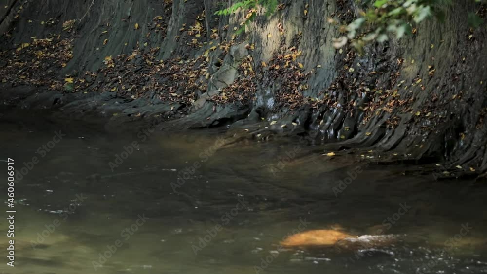 Water River flowing into the forest. Peaceful And Calm Nature Background. Calm Relaxing Background. Static shot Nature concept Water River flowing into the forest. Peaceful And Calm Nature Background. Calm Relaxing Background. Static shot Nature concept
