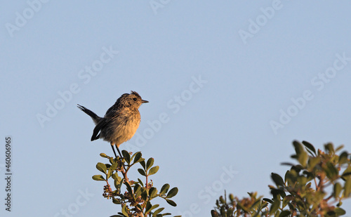 A Common Stonechat (Saxicola rubicola), Crete