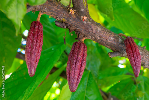 Cacao fruits on the tree，Theobroma cacao, also called the cacao tree and the cocoa tree, is a small  evergreen tree in the family Malvaceae © youli