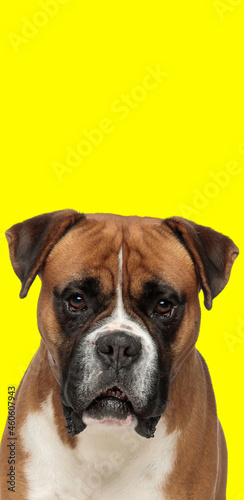 cute boxer dog looking at the camera