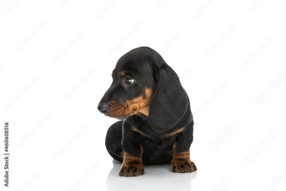 small adorable teckel dachshund puppy looking to side small adorable teckel dachshund puppy looking to side