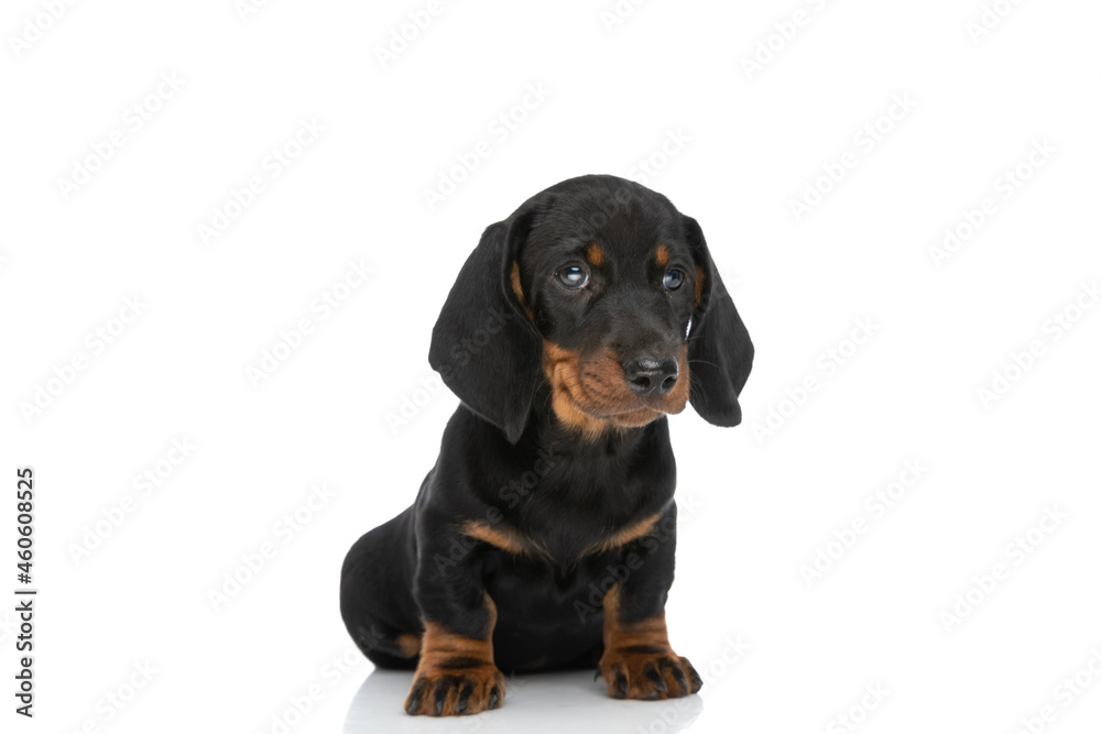 lovely small teckel dachshund puppy looking up and sitting