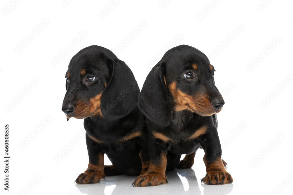two little teckel dachshund puppies looking both sides in studio two little teckel dachshund puppies looking both sides in studio
