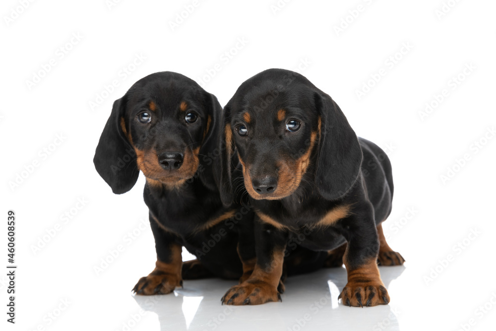 timid little teckel dachshund puppies sitting next to each other in studio