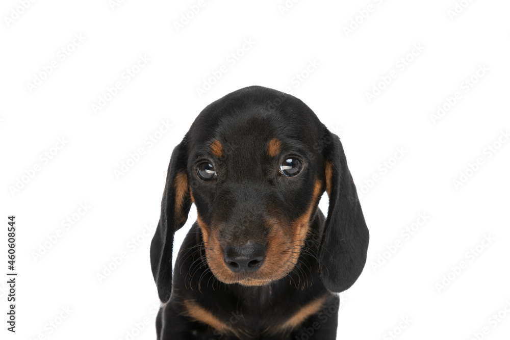 portrait of adorable teckel dachshund puppy in front of white background