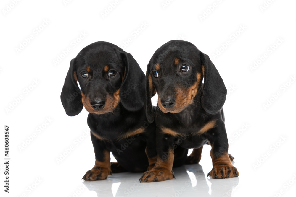 adorable two teckel dachshund brothers looking away in studio
