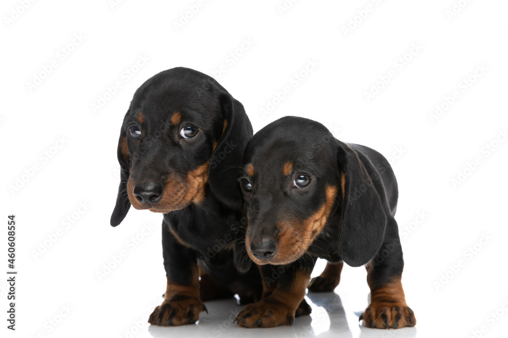 adorable cute teckel dachshund puppies looking away in studio
