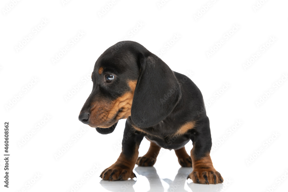 adorable sweet teckel dachshund puppy looking to side