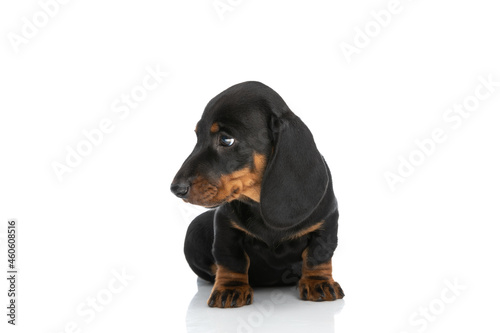 small adorable teckel dachshund puppy looking to side