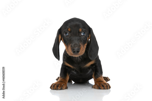 lovely little teckel dachshund dog looking to side © Viorel Sima