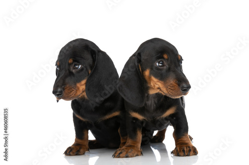 two little teckel dachshund puppies looking both sides in studio