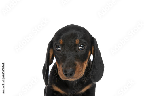 portrait of adorable teckel dachshund puppy in front of white background © Viorel Sima