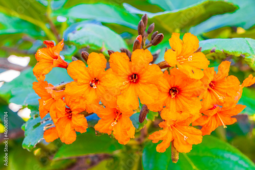 Kou Cordia subcordata flowering tree with green leaves in Mexico. photo