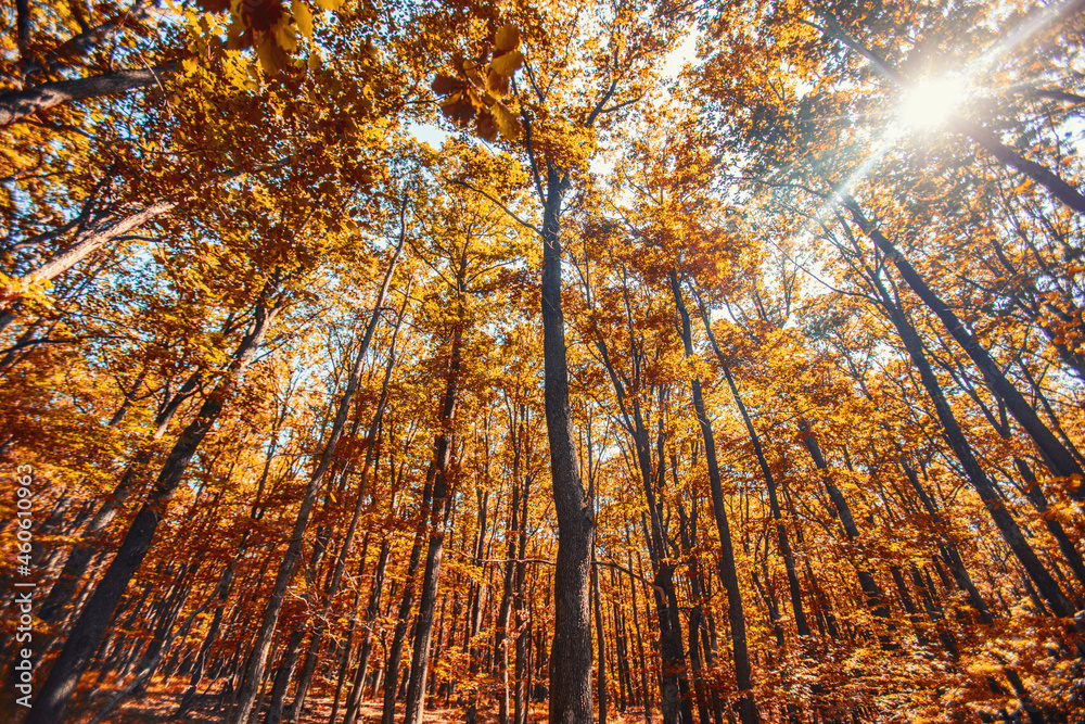 Naklejka premium colorful autumn forest 