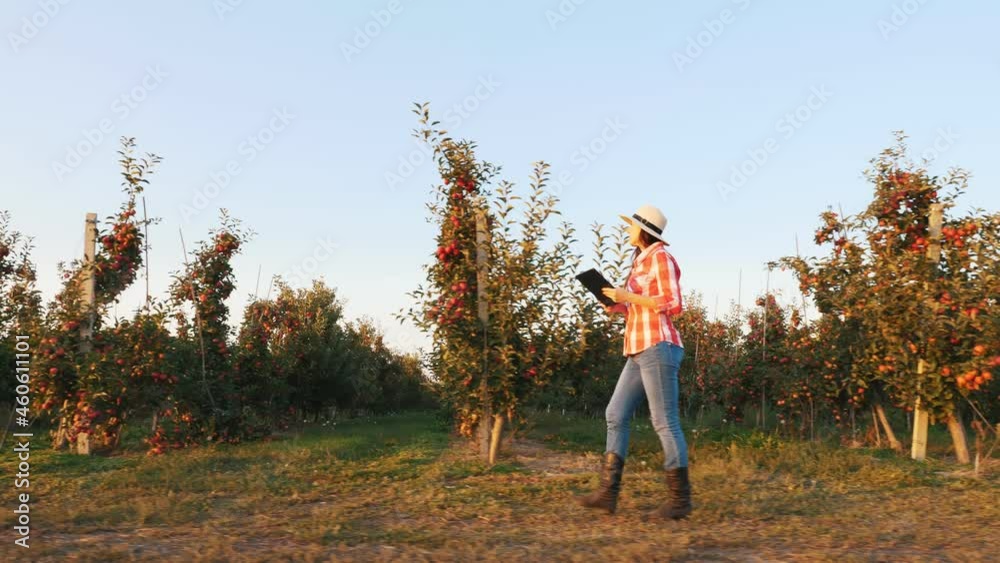 apple harvesting. farmer with tablet. female farmer, in plaid shirt and hat, with digital tablet in hands, walking through ripe apple tree rows, in apple orchard, at sunset. side view. apple harvesting. farmer with tablet. female farmer, in plaid shirt and hat, with digital tablet in hands, walking through ripe apple tree rows, in apple orchard, at sunset. side view.