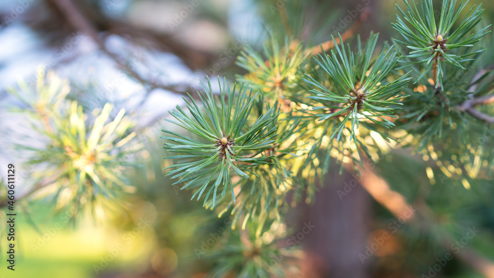 Coniferous branches a sunny day. Close-up. Selective focus. Coniferous branches a sunny day. Close-up. Selective focus.