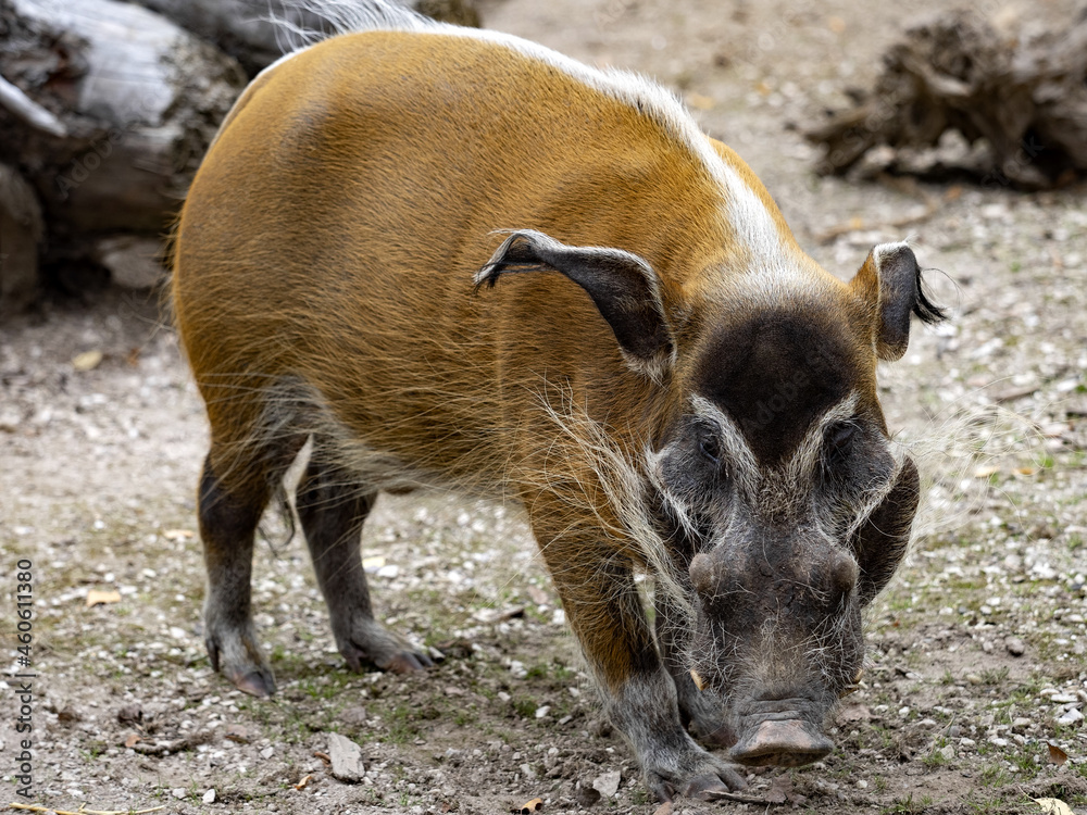 An adult male Red river hog, Potamochoerus porcus porcus, looking for food on the ground. An adult male Red river hog, Potamochoerus porcus porcus, looking for food on the ground.