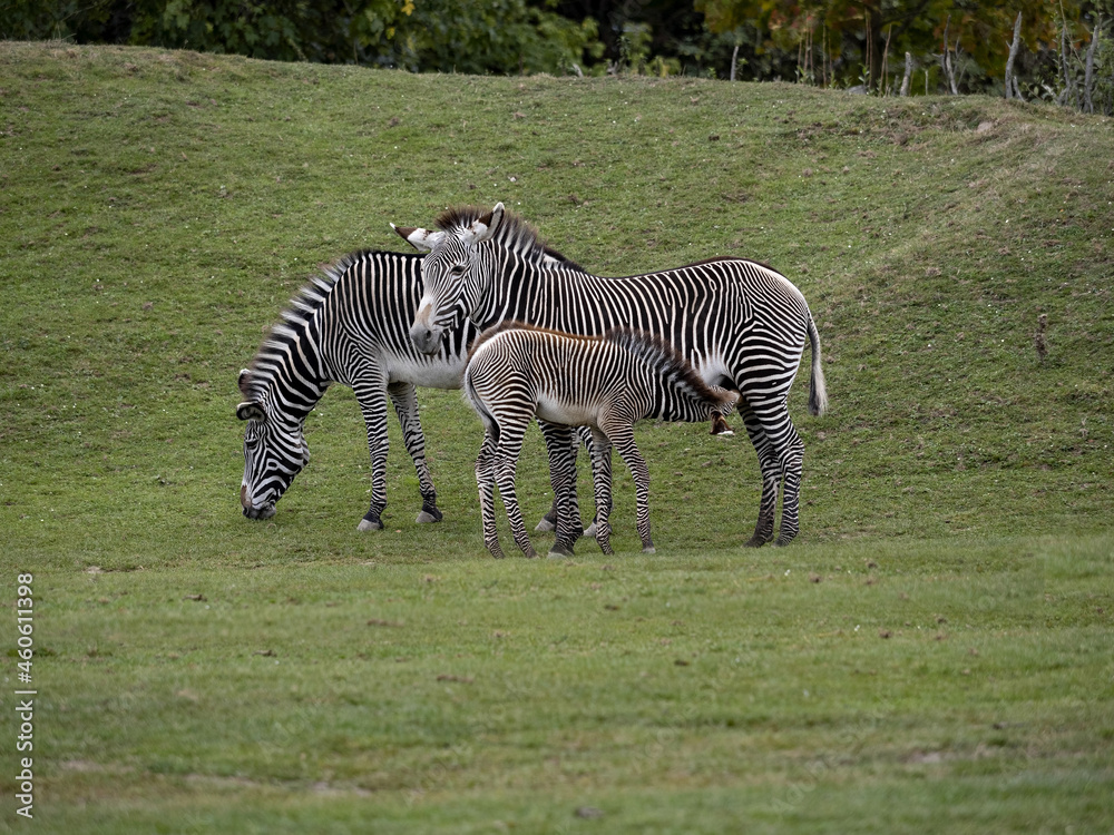 Two Grevy's zebra mares, Equus grevyi, with a sucking foal Two Grevy's zebra mares, Equus grevyi, with a sucking foal