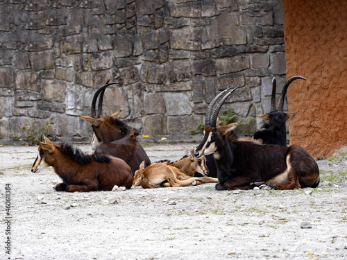 A small herd of resting Sable antelopes, Hippotragus niger, with a cub