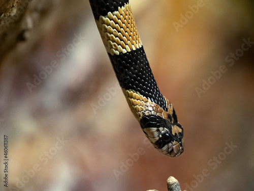 Portrait of a Cape coral snake, Aspidelaps lubricus, a small African venomous snake photo