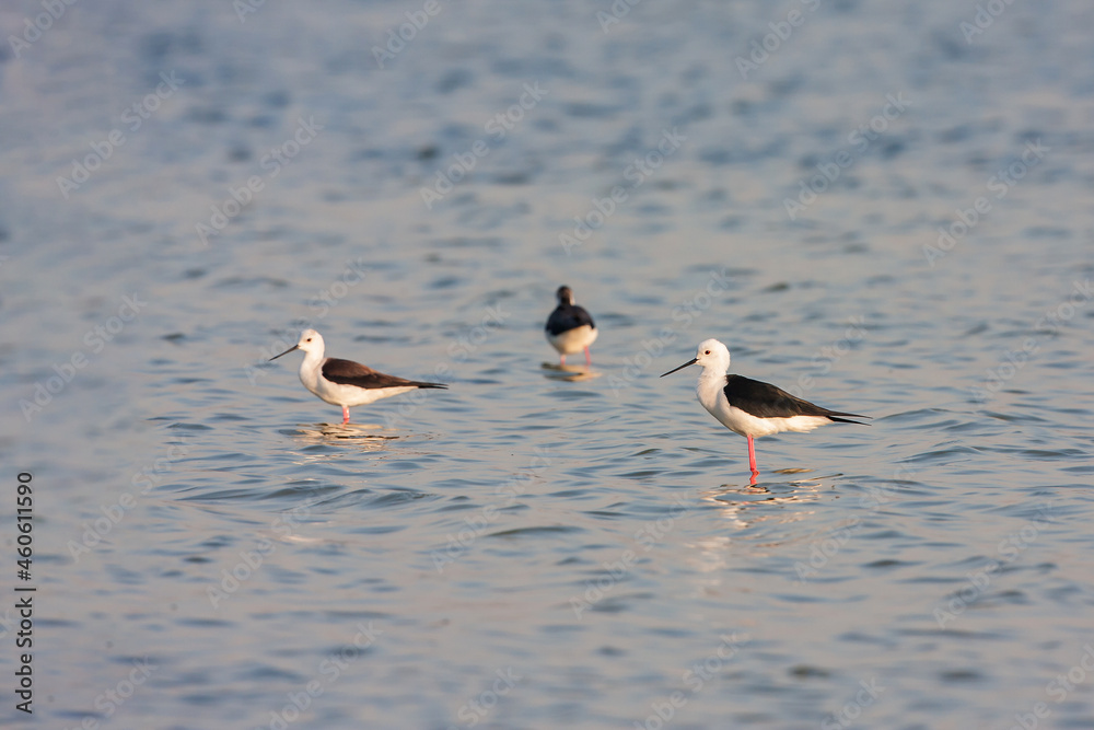 A group of Black-winged Stilt (Himantopus himantopus) feeding in the lake A group of Black-winged Stilt (Himantopus himantopus) feeding in the lake