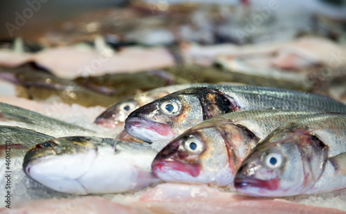Freshly caught sea bass on ice