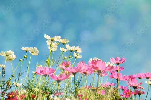 Beautiful pastel pink cosmos flowers blooming on bokeh overlay background.Overlay with bokeh