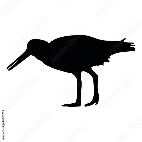 American Oystercatcher Silhouette, Haematopus palliatus