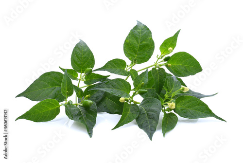 Fotografija Chili pepper leaves isolate on white background