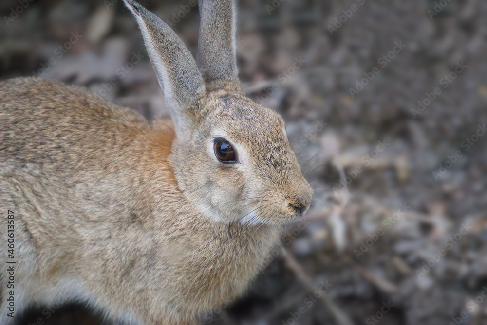 Fototapeta premium Coelho selvagem em ambiente natural e em liberdade