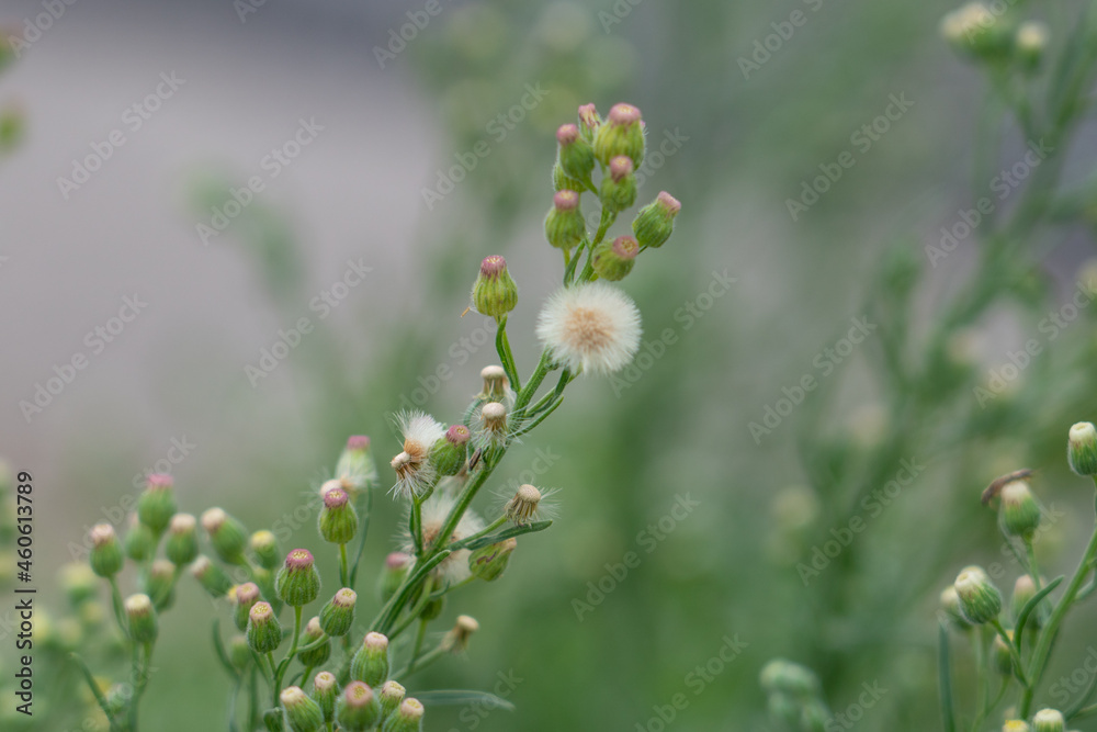 Erigeron sumatrensis is an annual herb. Guernsey fleabane. fleabane, tall fleabane, broad-leaved fleabane, white horseweed, and Sumatran fleabane. Erigeron sumatrensis is an annual herb. Guernsey fleabane. fleabane, tall fleabane, broad-leaved fleabane, white horseweed, and Sumatran fleabane.