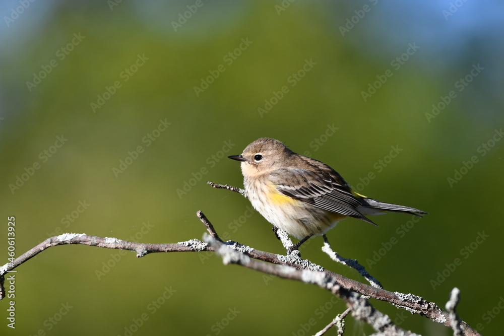 Yellow-rumped Warbler bird with confusing fall colors perched on a branch Yellow-rumped Warbler bird with confusing fall colors perched on a branch