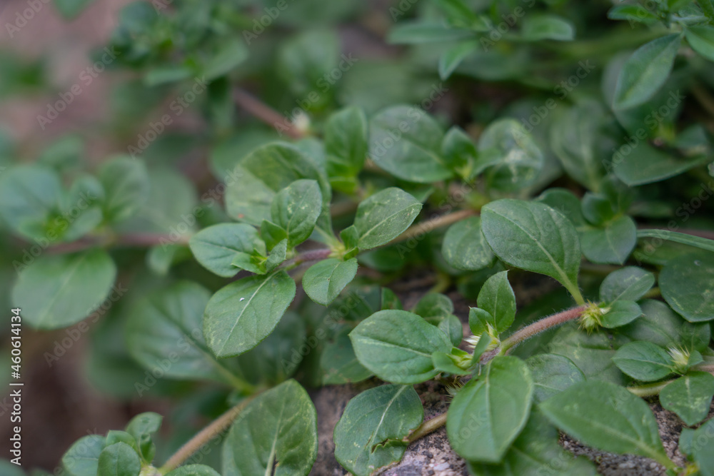 Alternanthera pungens is a creeping, prostrate perennial pioneer plant of the family Amaranthaceae, spreading by seed and vegetatively, with roots often developing at the nodes of spreading stems. Alternanthera pungens is a creeping, prostrate perennial pioneer plant of the family Amaranthaceae, spreading by seed and vegetatively, with roots often developing at the nodes of spreading stems.