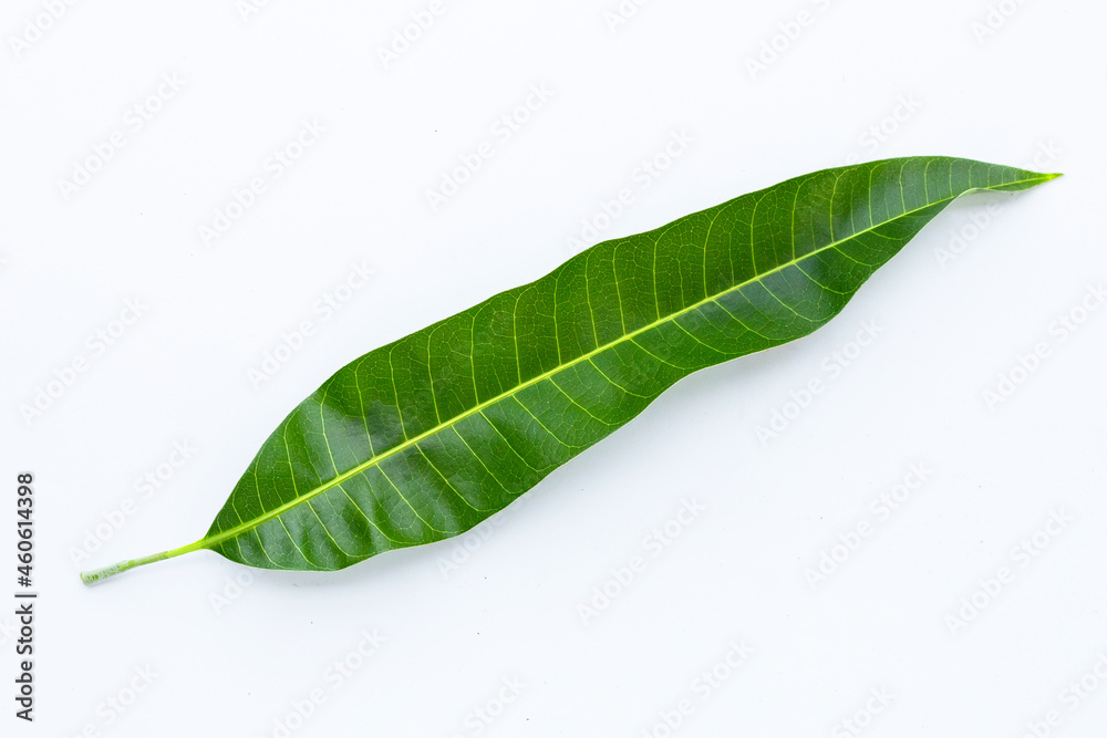 Obraz premium Mango leaf on white background.