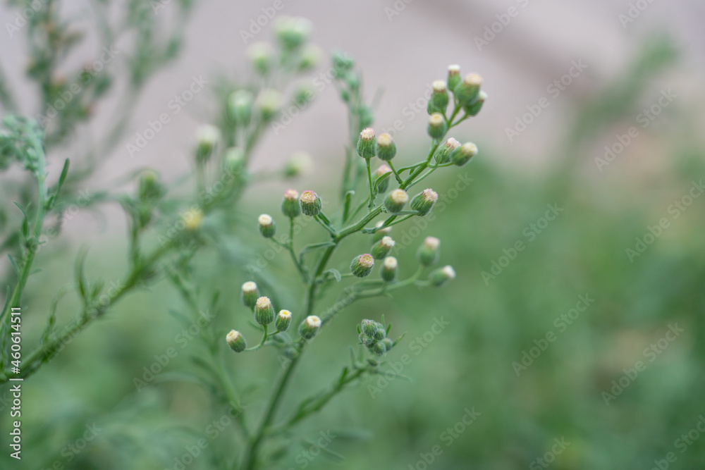 Erigeron sumatrensis is an annual herb. Guernsey fleabane. fleabane, tall fleabane, broad-leaved fleabane, white horseweed, and Sumatran fleabane. Erigeron sumatrensis is an annual herb. Guernsey fleabane. fleabane, tall fleabane, broad-leaved fleabane, white horseweed, and Sumatran fleabane.