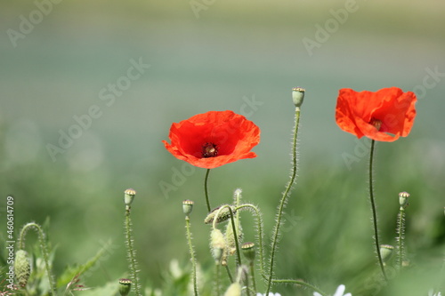 two red poppy flowers with a soft green background 