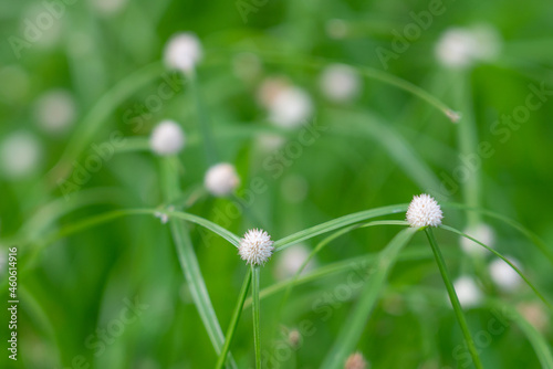 Kyllinga nemoralis, the white water sedge or whitehead spikesedge, is a plant species in the sedge family, Cyperaceae. photo